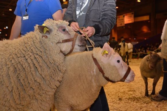 Les moutons normands : Avranchin, Cotentin et Rouge de la Hague