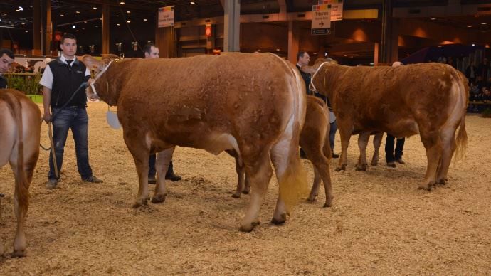 Galaxie (Casanova x Bambinette) au Gaec Camus.