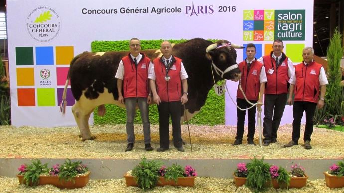 World reccord heavy bull