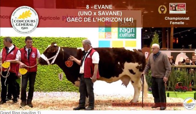Evane, championne de la race Rouge des Prés