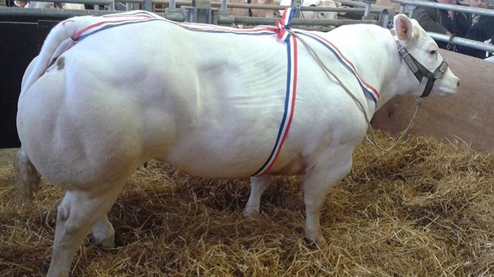 Grand prix excellence de Nancy naisseur/engraisseur appartenant à José Schaff (54 Gerbeviller). (©Acti-Ouest)