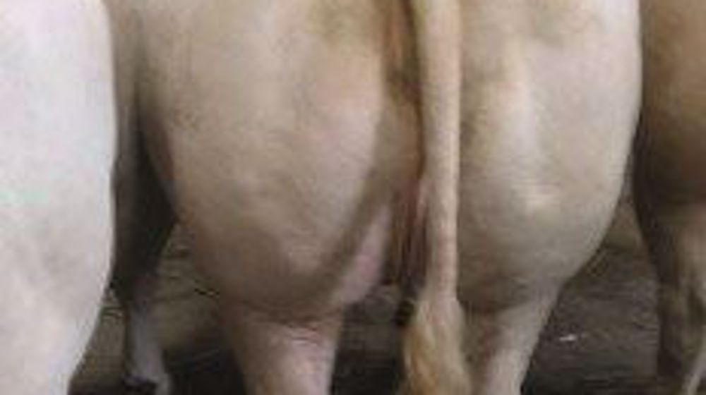 Grand prix de la ville de Montluçon <br />décerné à EARL Monce - Tortezais.<br /> (©Acti-Ouest)