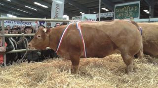 Meilleur animal du concours de Baraqueville 2016. (©Acti-Ouest) Meilleur animal du concours de Baraqueville 2016. (©Acti-Ouest)