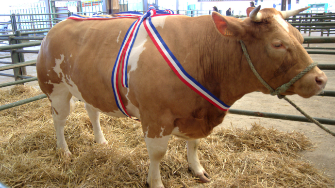 Concours bovins de boucherie Forges les eaux 2016
