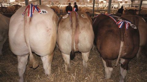 Les trois championnes achetées par le Spar de Pignan et Jacques Henri Thomas pour un prix de 11 euros/kg carcasse chacune. (©Acti-Ouest) Les trois championnes achetées par le Spar de Pignan et Jacques Henri Thomas pour un prix de 11 euros/kg carcasse chacune. (©Acti-Ouest)