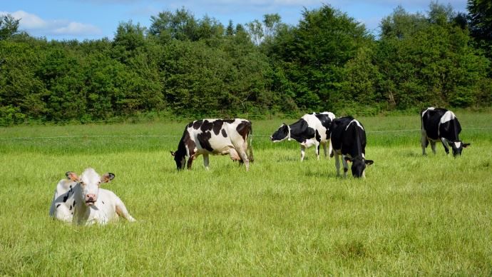 système herbager vaches laitières