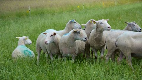 L'agneau s'échange actuellement entre <a target="_self" href="http://www.web-agri.fr/cotations-viande/19">3,20 et 3,70 €/kg vif d'après l'observatoire des marchés viande de Web-agri.</a> (©Terre-net Média)