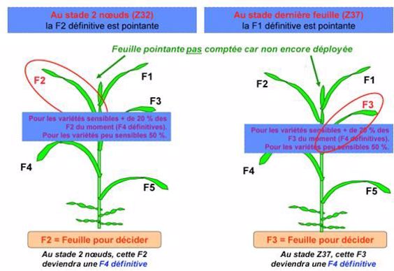 Seuils d'intervention de la septoriose pour le blé tendre
