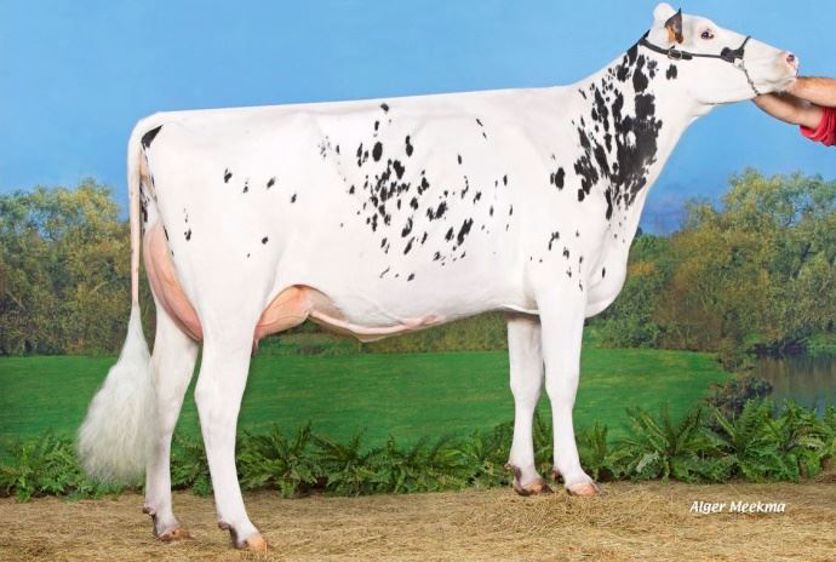 Harmoni, mère de Jordani, né au Gaec Gallais en Ile-et-Vilaine. (©Gènes Diffusion / Alger Meekma)