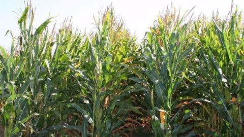 Le marché du maïs profite de nombreuses précipitations aux Etats-Unis, qui risquent de durer la semaine prochaine. (©Terre-net Média) Le marché du maïs profite de nombreuses précipitations aux Etats-Unis, qui risquent de durer la semaine prochaine. (©Terre-net Média)