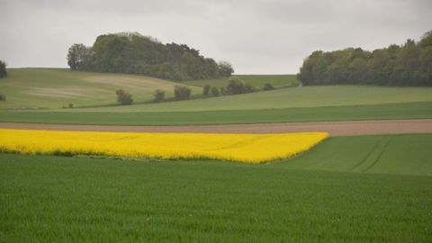 Le blé a baissé de 6 % et le maïs de 9 % en 2015 par rapport à 2014 selon le rapport Cyclope. (©Terre-net Média) Le blé a baissé de 6 % et le maïs de 9 % en 2015 par rapport à 2014 selon le rapport Cyclope. (©Terre-net Média)