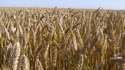 84 % du blé de printemps est déjà semé dans l'Etat de l'Alberta au Canada. (©Terre-net Média)