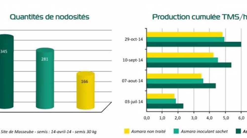  D’après les essais de Semences de France, le procédé Rhizactiv augmenterait le rendement de la luzerne d’environ 0,5 à 1 tMS/ha à chaque coupe. (©Semences de France)