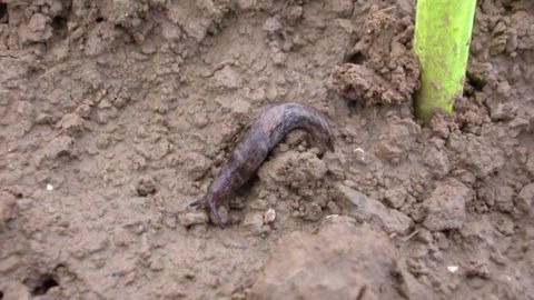 Les limaces sont à rechercher sous les mottes ou les pierres (©ITB)