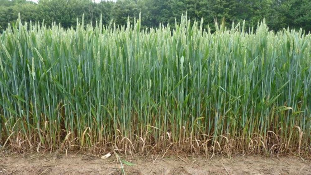 Sur ces parcelles d'essai, les couverts de légumineuse ont été détruits soit par le gel dans l'hiver soit par l'application d'un herbicide au printemps (©Terre-net Média)