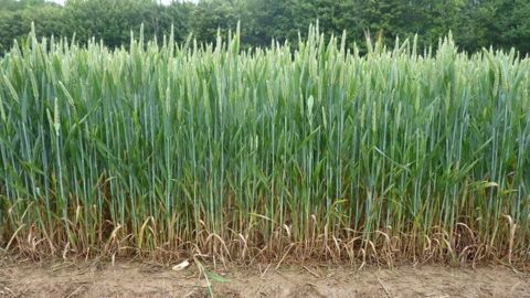 Sur ces parcelles d'essai, les couverts de légumineuse ont été détruits soit par le gel dans l'hiver soit par l'application d'un herbicide au printemps (©Terre-net Média)