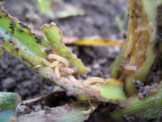 La sésamie, un insecte foreur des tiges de maïs