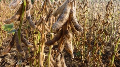 Les graines de soja brésiliennes ont désormais la préférence des importateurs chinois, devant les graines américaines. (©Terre-net Média)