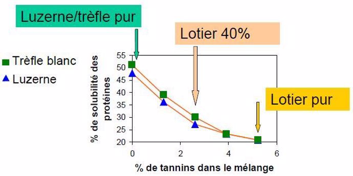 Tannins lotier
