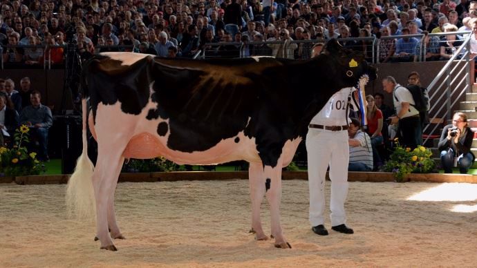 C5 N°102 La néerlandaise Bons-Holsteins KOBA 219 (Lauthority)