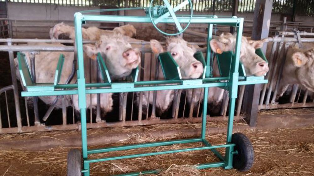 Lèvobovin relève la tête de deux ou quatre animaux simultanément. (©Naudot SAS Mazeron)