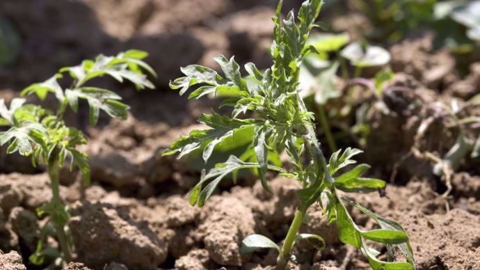 Un plant d'ambroisie