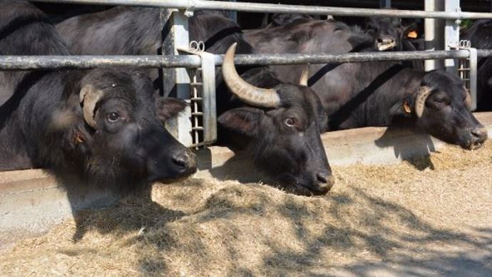 Près de Turin, Yrsiaco Morisaco possède un troupeau d'un millier de buffles.