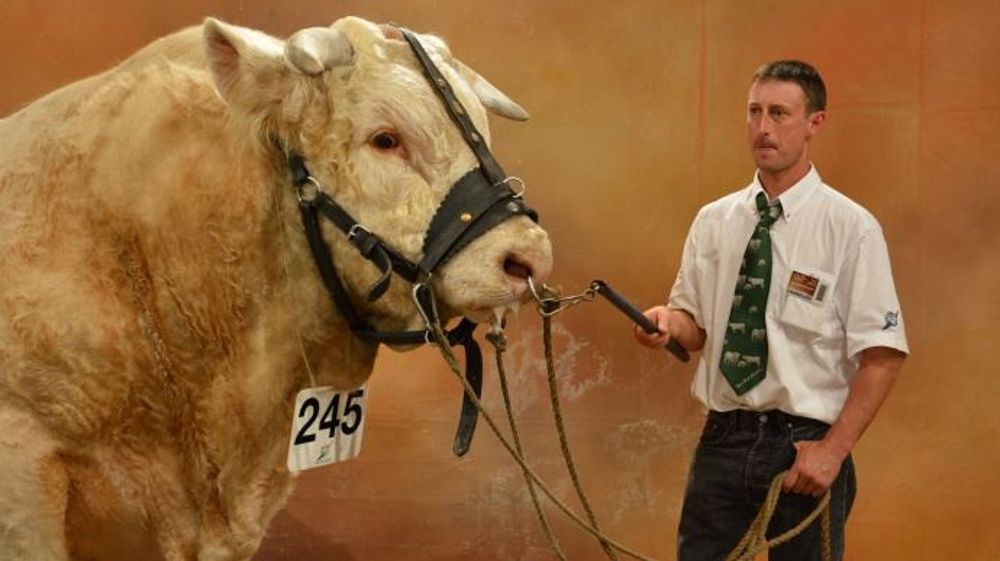 Le taureau charolais Champion au Gaec Valignat (03) sur le podium du <a target="_self" href="http://www.web-agri.fr/conduite-elevage/genetique-race/article/faubert-et-grenadine-les-deux-champions-du-concours-charolais-1175-93411.html">sommet de l'élevage en 2013</a> (©Terre-net Média)