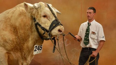 Le taureau charolais Champion au Gaec Valignat (03) sur le podium du <a target="_self" href="http://www.web-agri.fr/conduite-elevage/genetique-race/article/faubert-et-grenadine-les-deux-champions-du-concours-charolais-1175-93411.html">sommet de l'élevage en 2013</a> (©Terre-net Média)