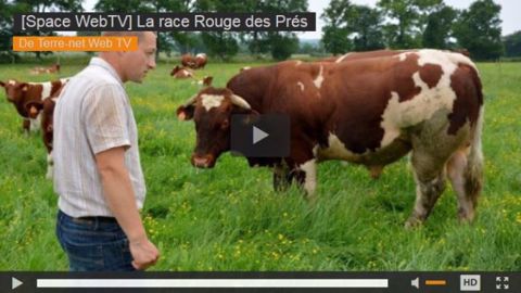 La Rouge des Prés, une race qui protège sa viande et son terroir
