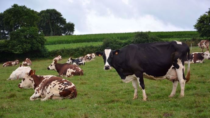 Vaches Normandes et Prim'holstein