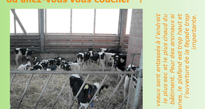 Signes de génisses