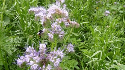 Une jachère de phacélie, appétente pour les abeilles, pérennise la pollinisation (©Terre-net Média)