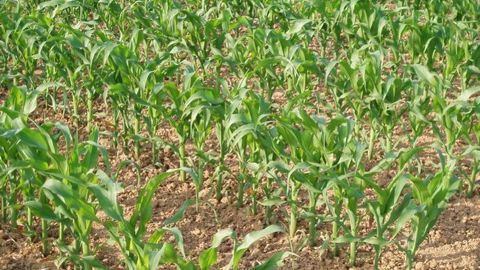 Alors que les maïs arrivent en pleine période de floraison en France, la sécheresse annoncée pourrait être préjudiciable. (©Terre-net Média)
