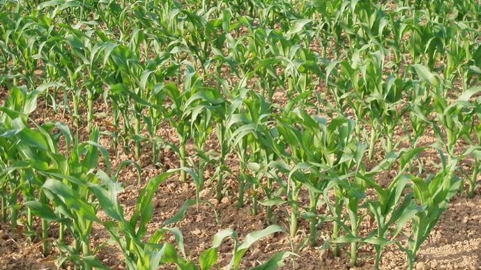 Alors que les maïs arrivent en pleine période de floraison en France, la sécheresse annoncée pourrait être préjudiciable.