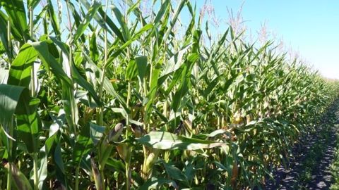 Les récoltes de maïs et de soja aux Etats-Unis bénéficient d'une météo favorable depuis le début de l'été. (©Terre-net Média) Les récoltes de maïs et de soja aux Etats-Unis bénéficient d'une météo favorable depuis le début de l'été. (©Terre-net Média)