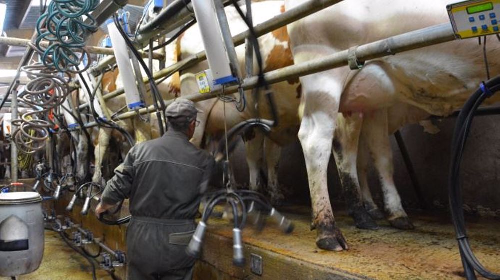 Il parait pour le moment difficile de savoir qui sollicitera cette incitation à la non production et quels seront ses effets sur le prix du lait. (©Terre-net Média)