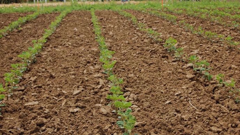 Des présentations variétales seront proposées sur le salon La Terre est notre métier. (©Terre-net Média)