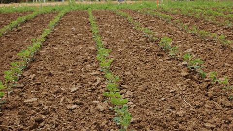 Des présentations variétales seront proposées sur le salon La Terre est notre métier. (©Terre-net Média) Des présentations variétales seront proposées sur le salon La Terre est notre métier. (©Terre-net Média)