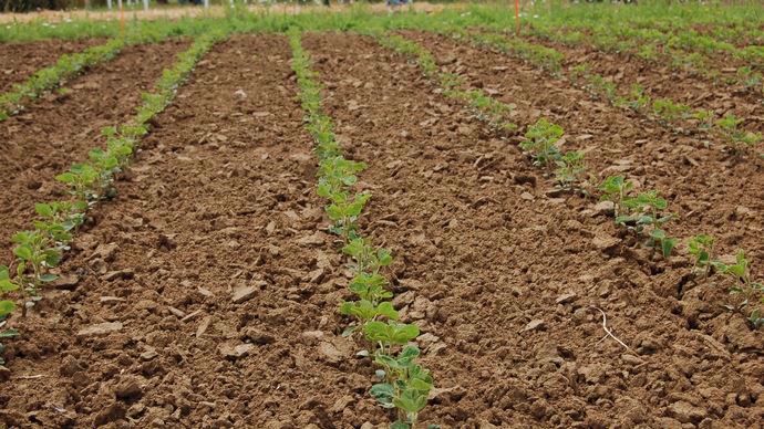 Des présentations variétales seront proposées sur le salon La Terre est notre métier.