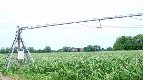 Les maïs irrigués sont aussi concernés par la sécheresse, suite aux restrictions d'eau qui limitent l'irrigation. (©Terre-net Média) Les maïs irrigués sont aussi concernés par la sécheresse, suite aux restrictions d'eau qui limitent l'irrigation. (©Terre-net Média)
