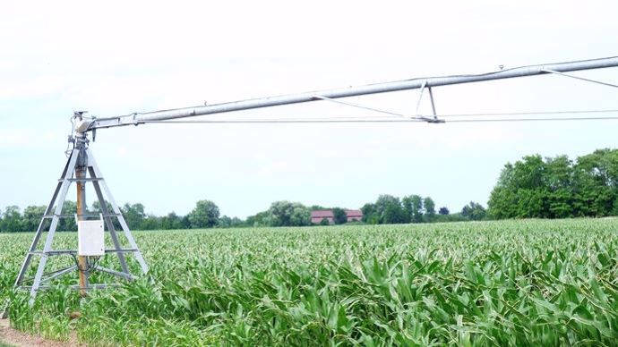 Les maïs irrigués sont aussi concernés par la sécheresse, suite aux restrictions d'eau qui limitent l'irrigation.