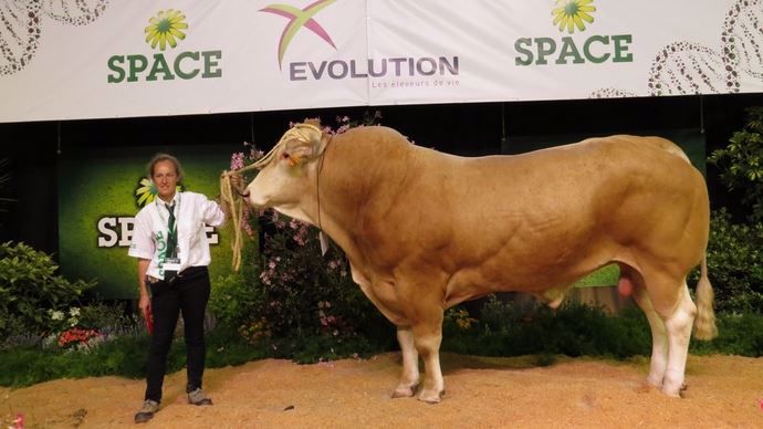 Imola, le champion mâle du concours Blond d'Aquitaine.