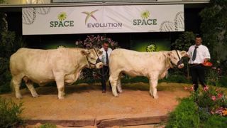 Colombine, prix du championnat femelle et vaches suitées. (©Arsoe) Colombine, prix du championnat femelle et vaches suitées. (©Arsoe)