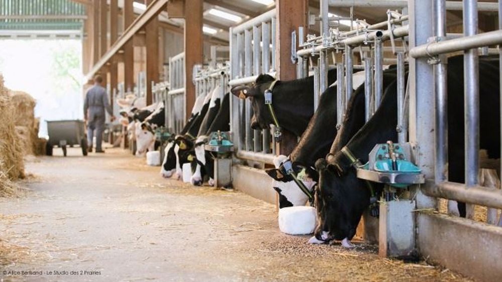 Les éleveurs souhaitant obtenir une nombreuse descendance d’une femelle particulière, de n’importe quelle race, peuvent contacter un technicien génétique Elitest pour bénéficier de ce nouveau service à disposition. (©Elitest/ A.Bertrand)