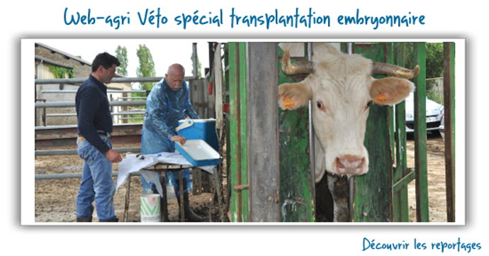 En savoir plus sur la transplatation embryonnaire