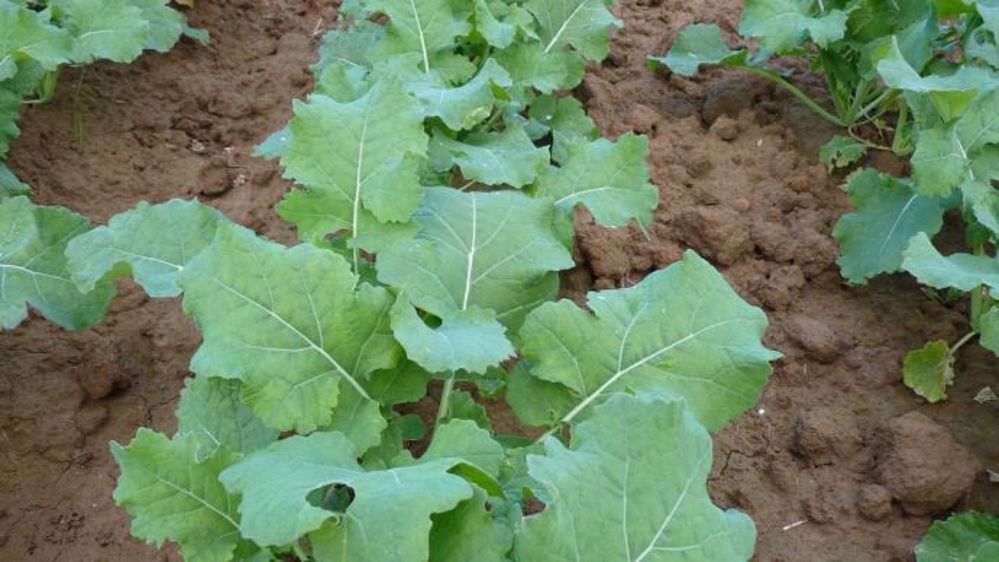Certaines parcelles de colza ont levé très précocement. (©Terre-net Média)