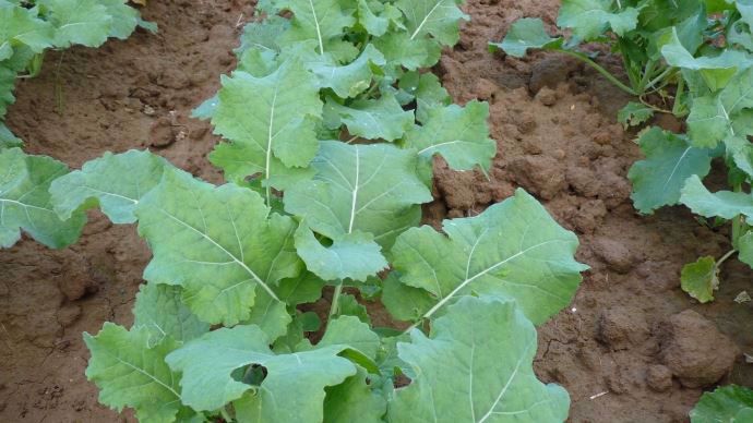 Certaines parcelles de colza ont levé très précocément.