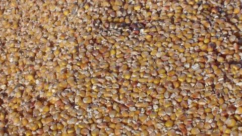 La Commission européenne a réduit son estimation de production de maïs à 59,7 Mt. (©Terre-net Média) La Commission européenne a réduit son estimation de production de maïs à 59,7 Mt. (©Terre-net Média)