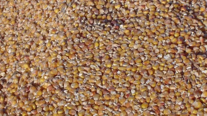 La Commission européenne a réduit son estimation de production de maïs à 59,7 Mt.